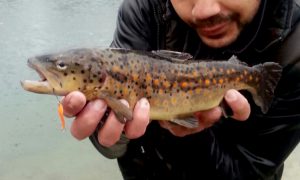 trout area - trota fario