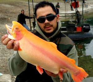 trota area - trota salmonata